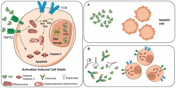 Cd3 Mature T Cells