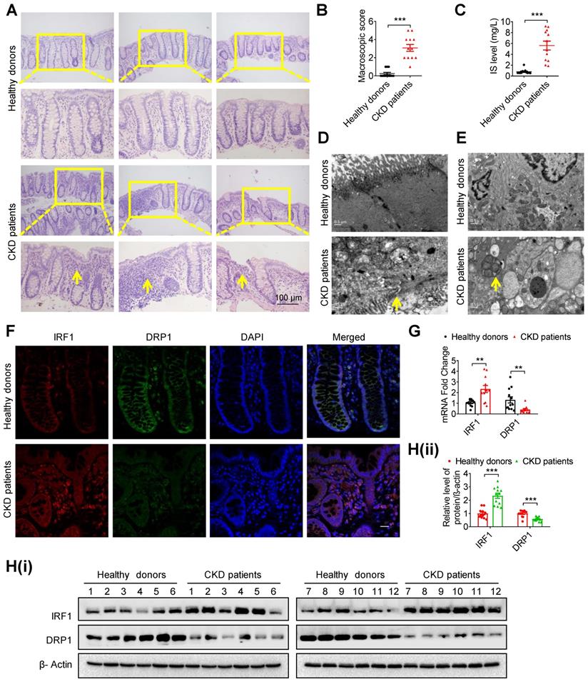 Theranostics Image