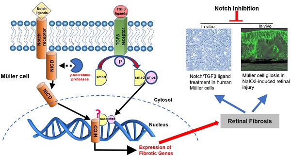 Notch1 signaling enhances collagen expression and fibrosis in