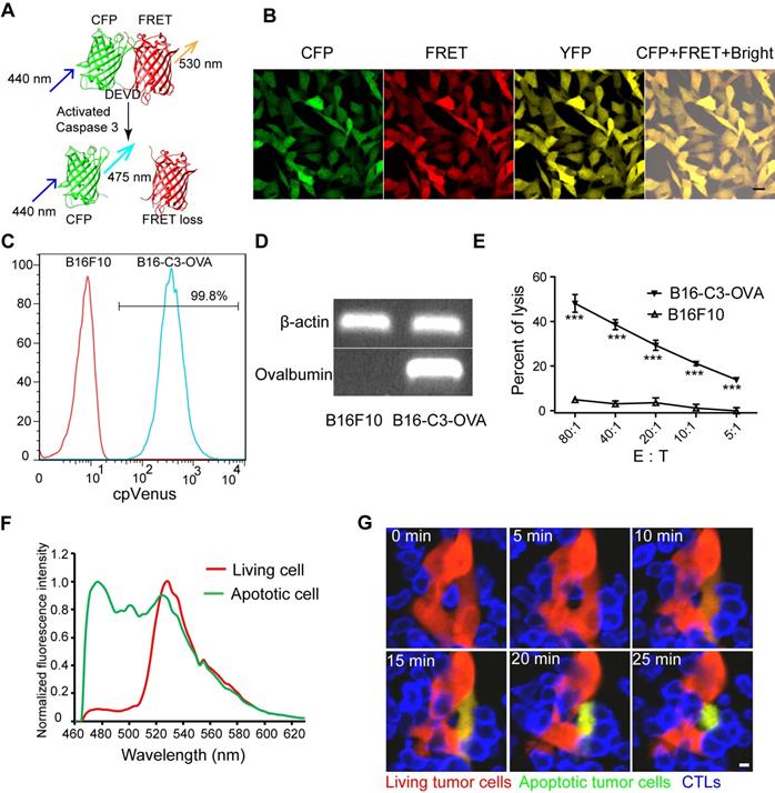 Intravital molecular imaging reveals the restrained capacity of 