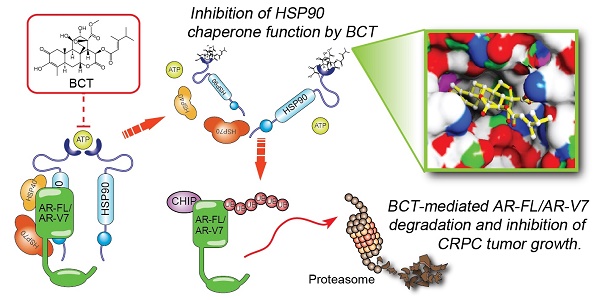 Bruceantin targets HSP90 to overcome resistance to hormone therapy in ...