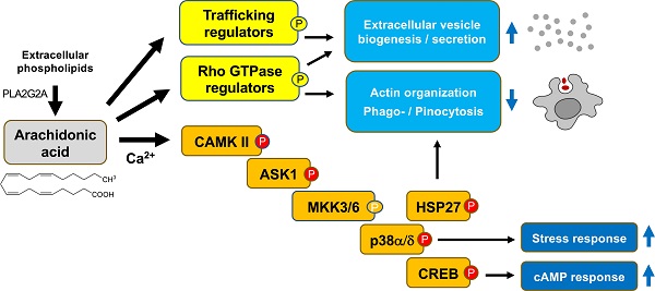 Mexico barrel policy Phosphoproteomics identify arachidonic-acid-regulated signal transduction  pathways modulating macrophage functions with implications for ovarian  cancer