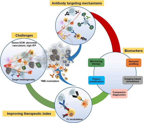 Full article: Impact of IgG subclass on monoclonal antibody