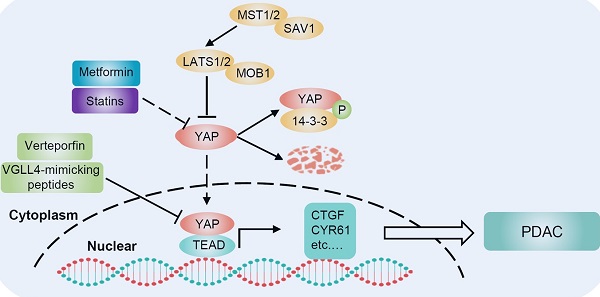 YAP and endothelin-1 signaling: an emerging alliance in cancer