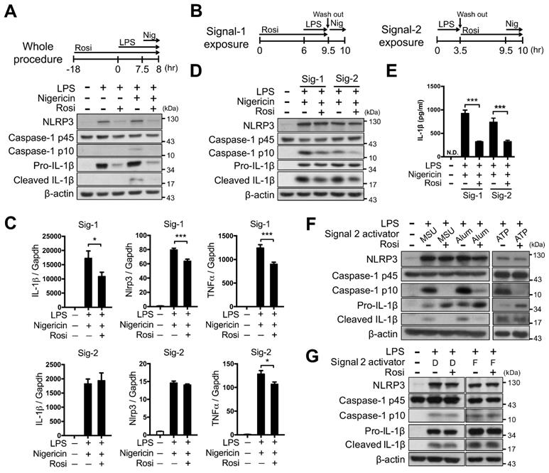 Inhibitory effect of PPARγ on NLRP3 inflammasome activation