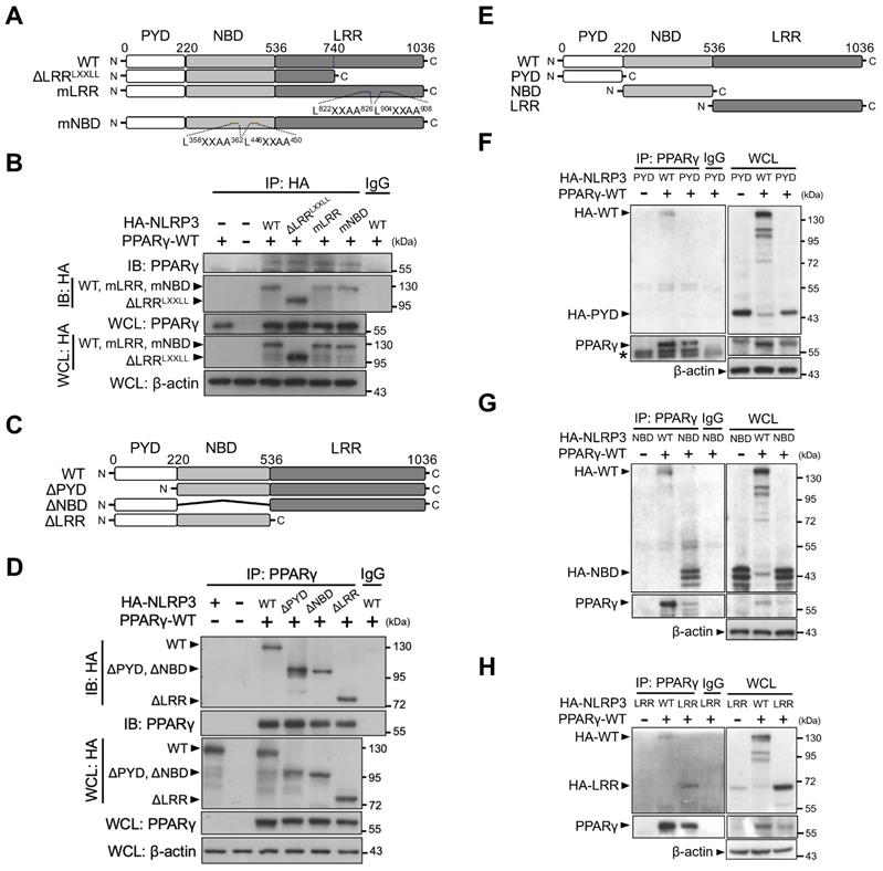 Inhibitory effect of PPARγ on NLRP3 inflammasome activation