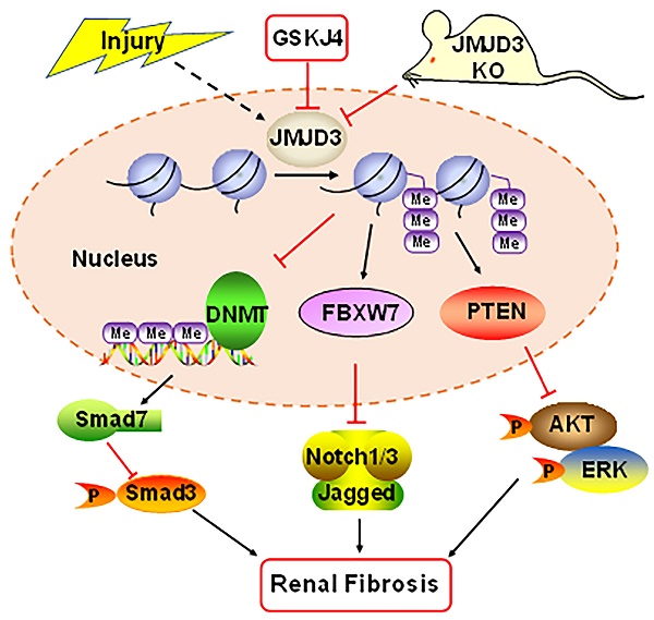 Notch1 signaling enhances collagen expression and fibrosis in