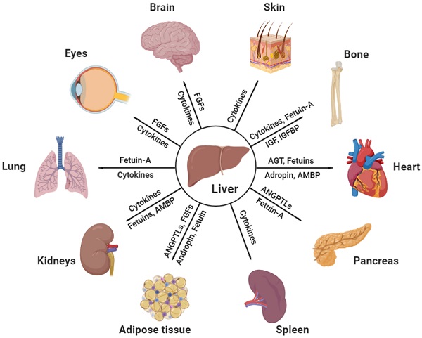 Organ-organ communication: The liver's perspective