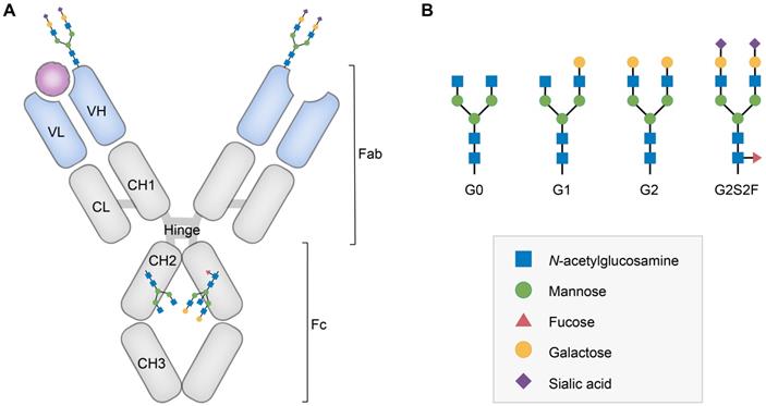 Sialylated immunoglobulin G: a promising diagnostic and therapeutic ...