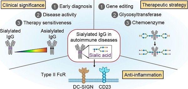 Altered Fc galactosylation in IgG4 is a potential serum marker for