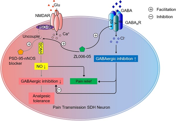 A pain killer without analgesic tolerance designed by co-targeting