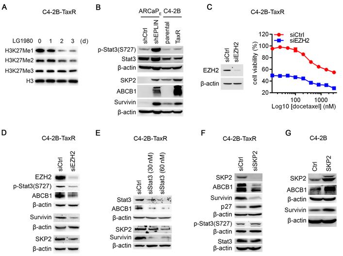 Theranostics 11: 6873 image No. 004