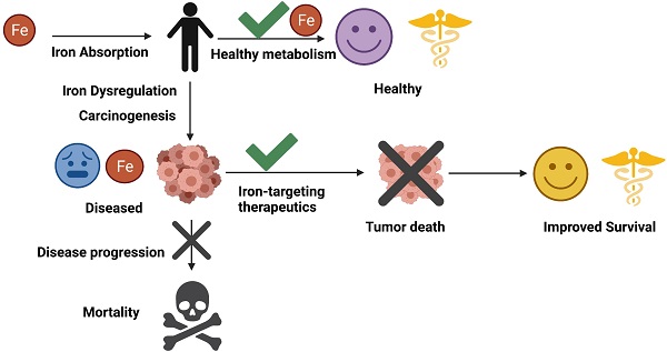 2: Iron absorption and recycle in human body