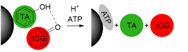 Theranostics inline graphic