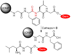 Theranostics inline graphic