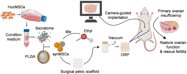 Injection of Stem Cells (ASCOT-1) - IVI Fertility