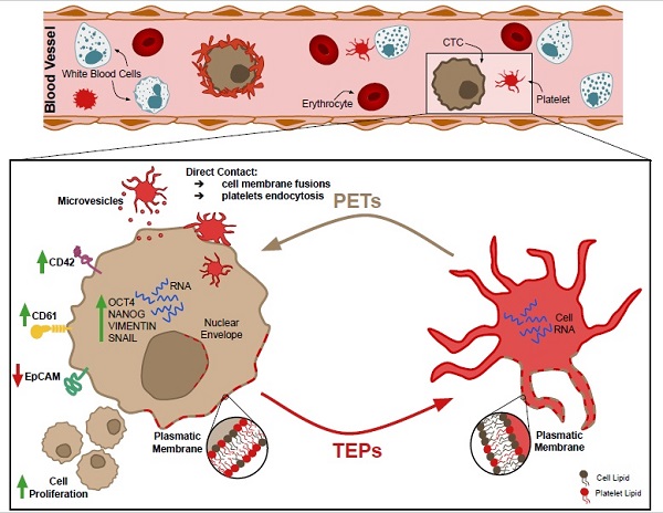 Exchange of cellular components between platelets and tumor cells: impact  on tumor cells behavior