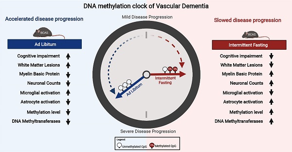Time-restricted feeding modulates the DNA methylation landscape, attenuates hallmark neuropathology and cognitive impairment in a mouse model of vascular dementia