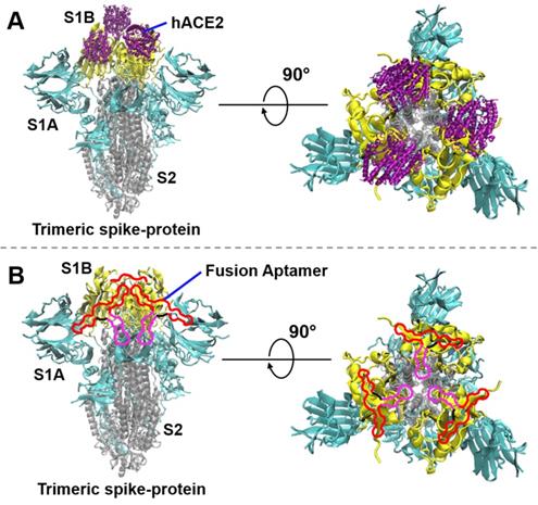DNA Aptamers Inhibit SARS CoV 2 Spike protein Binding To HACE2 By An dna-aptamers-inhibit-sars-cov-2-spike-protein-binding-to-hace2-by-an