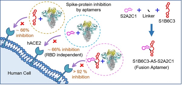 DNA aptamers inhibit SARS-CoV-2 spike-protein binding to hACE2 by an RBD-  independent or dependent approach