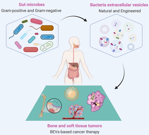 Harnessing Engineered Immune Cells and Bacteria as Drug Carriers