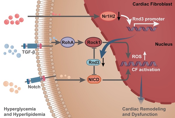 Notch1 signaling enhances collagen expression and fibrosis in