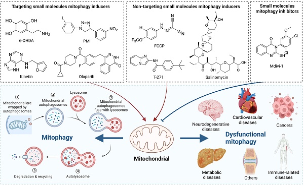 Mitochondrial DNA Damage Can Promote Atherosclerosis Independently