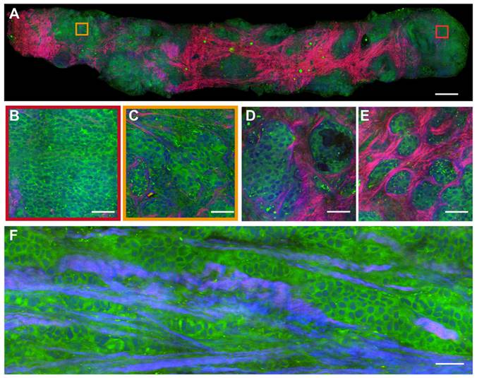 Theranostics Image