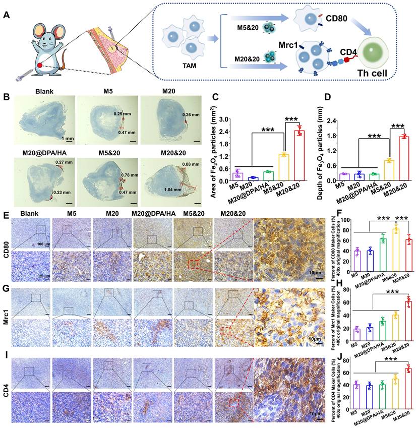 Controlled intracellular aggregation of magnetic particles improves ...