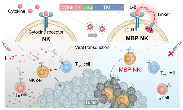 The NK cell–cancer cycle: advances and new challenges in NK cell