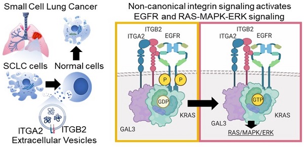 The ERK Signal Transduction Pathway: R&D Systems