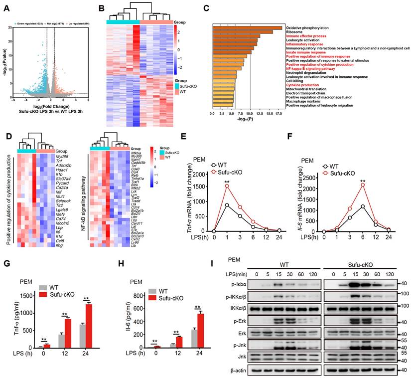 Sufu limits sepsis-induced lung inflammation via regulating phase ...