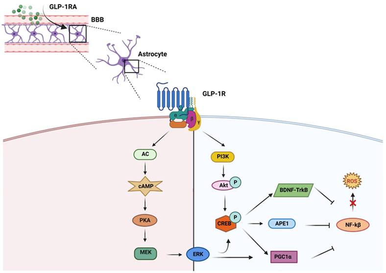 Glutamate And Glp-1