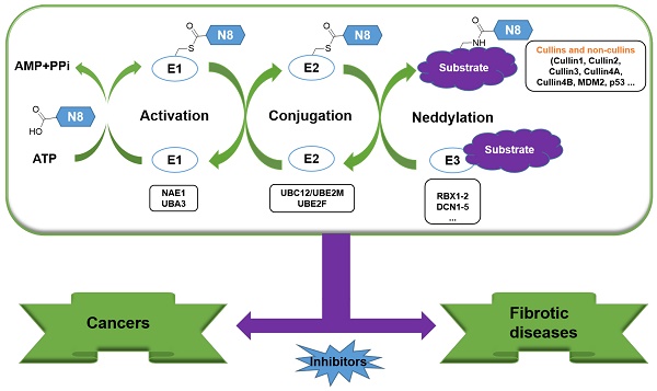 Targeting cullin neddylation for cancer and fibrotic diseases