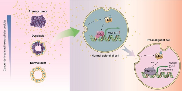 Cell viability and proliferation of hanging drop generated MDA-MB