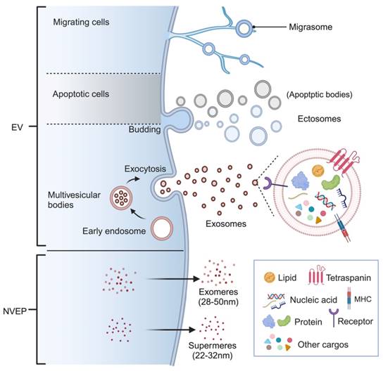 Theranostics Image