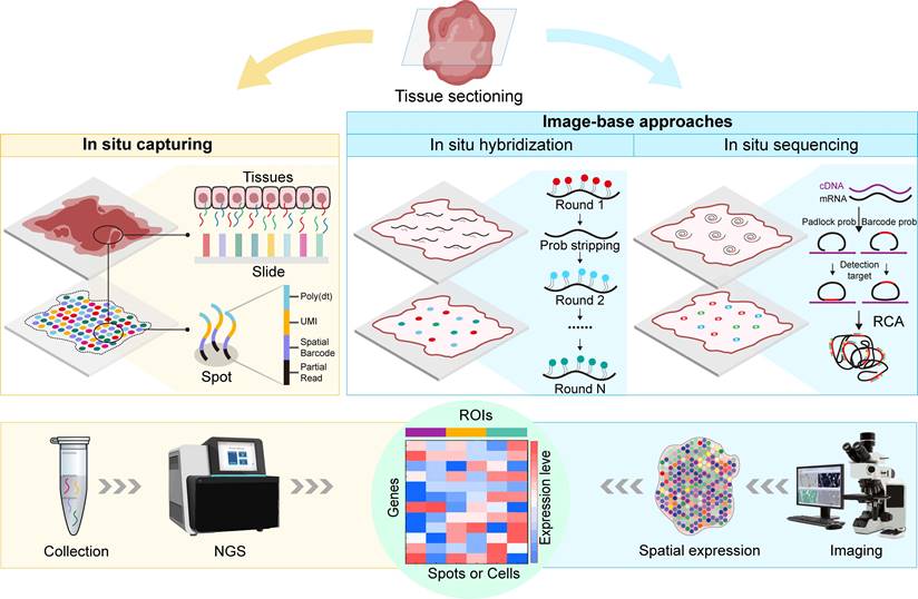 Theranostics Image