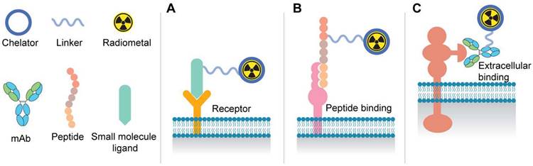 Theranostics Image