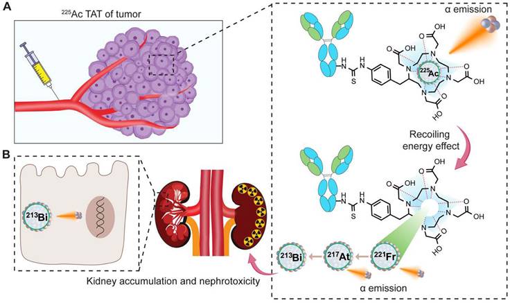 Theranostics Image