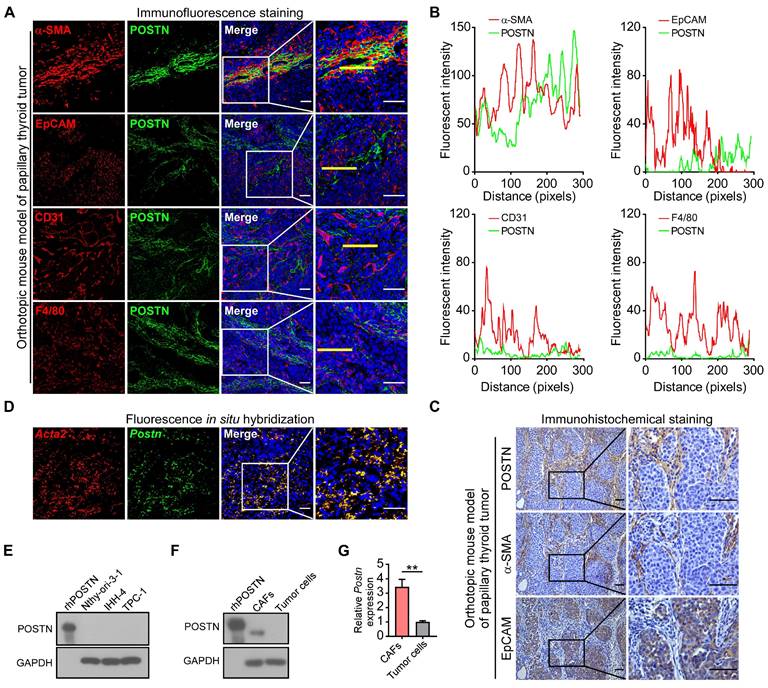 Theranostics Image
