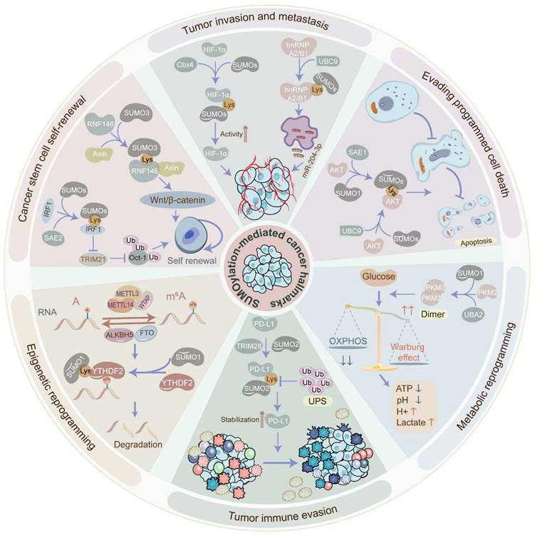 Theranostics Image