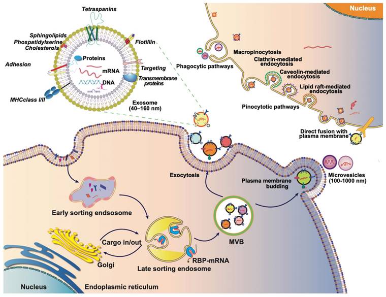 Theranostics Image