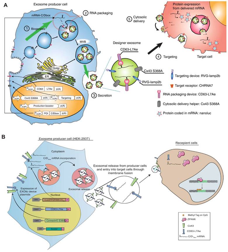 Theranostics Image
