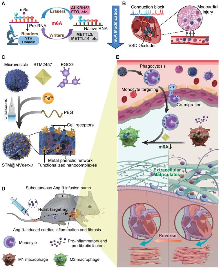 Theranostics Image