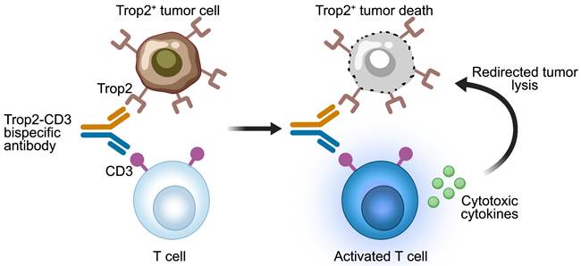 Theranostics Image