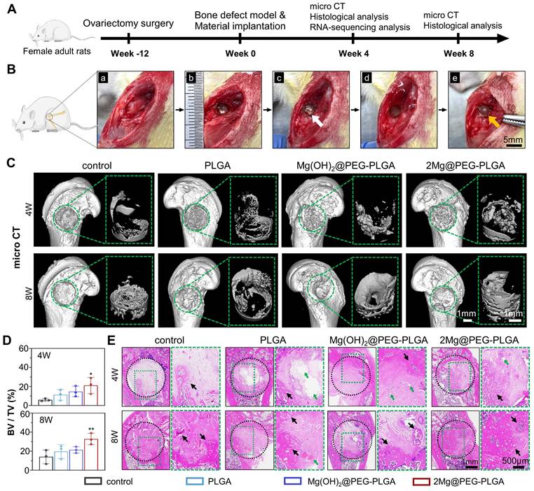 Theranostics Image