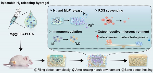 An injectable magnesium-loaded hydrogel releases hydrogen to promote ...