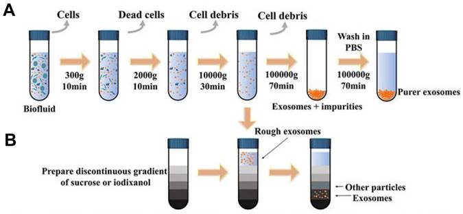 Theranostics Image