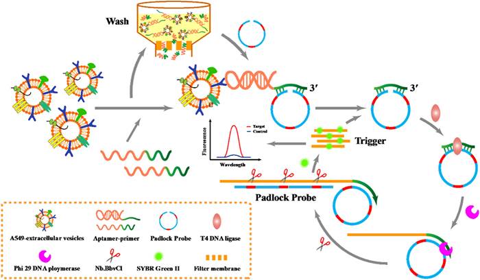 Theranostics Image