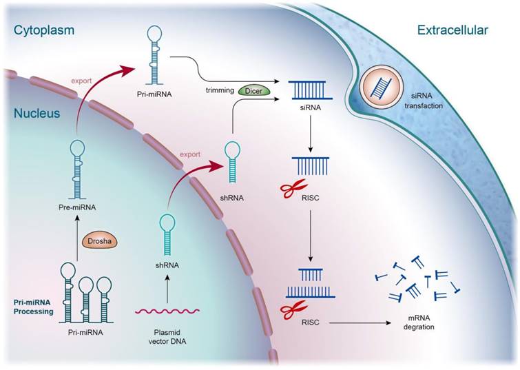 Theranostics Image